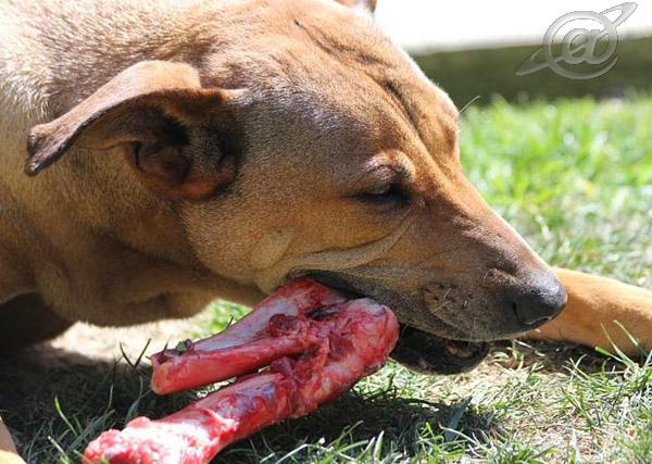 Cachorro com um pedaço de carne na boca