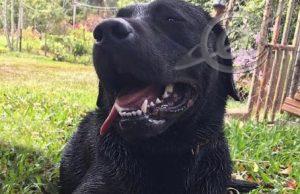 Morre cão militar que salvou vidas em Brumadinho