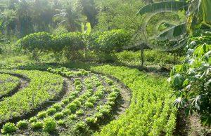 Curso de Agricultura Orgânica e Agrofloresta