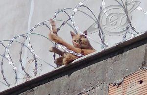Gato ficou preso na cerca