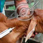 Vacinação animal